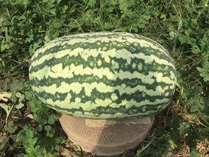 网红大瓜下载,下载背后的惊人真相